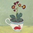 Auricula in a rabbit cup